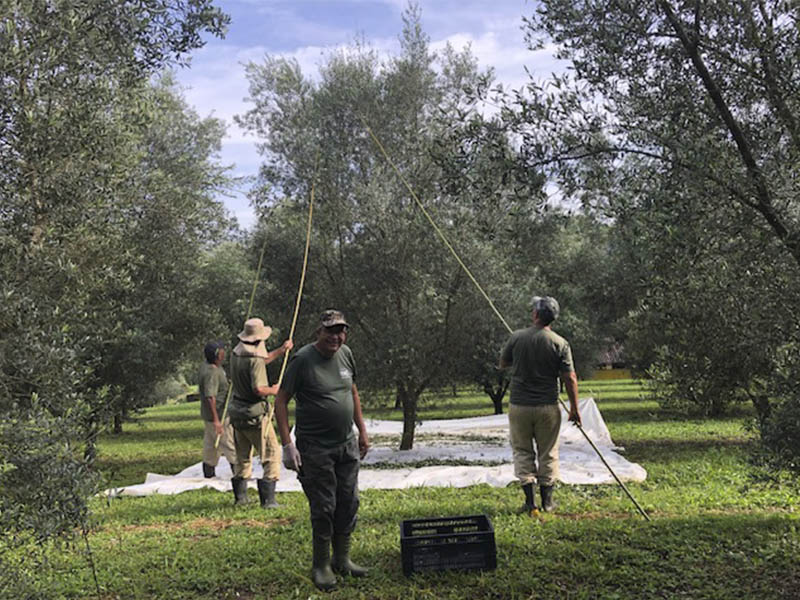 _0000_Oliveiras Sítio São Geraldo (3)