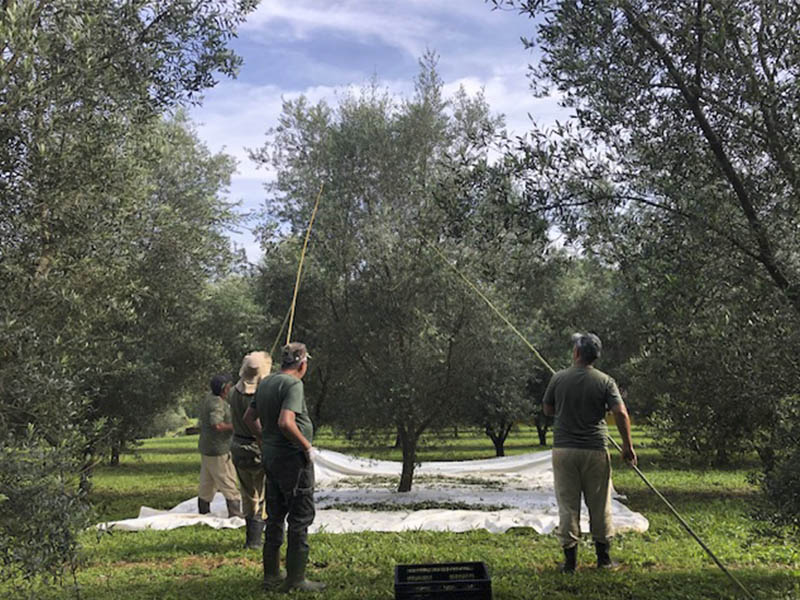 _0001_Oliveiras Sítio São Geraldo (2)