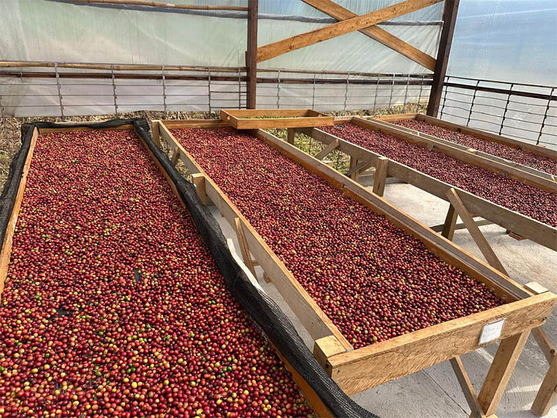 _0002_Café Sítio São Geraldo (5)