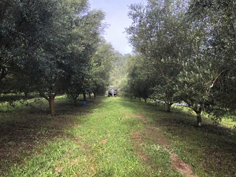 _0002_Oliveiras Sítio São Geraldo (1)