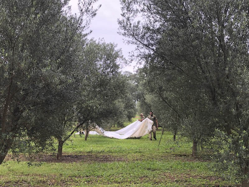 _0003_Oliveiras Sítio São Geraldo (7)