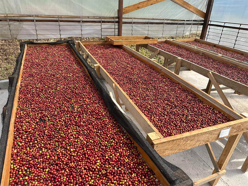 _0004_Café Sítio São Geraldo (2)