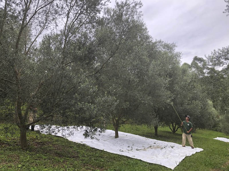 _0004_Oliveiras Sítio São Geraldo (6)