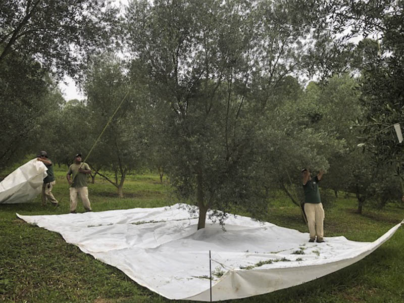 _0005_Oliveiras Sítio São Geraldo (5)