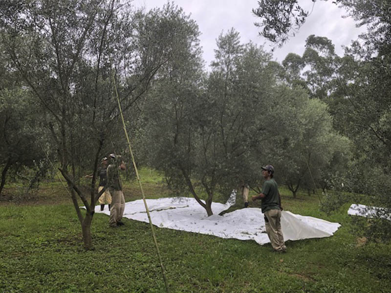 _0006_Oliveiras Sítio São Geraldo (4)