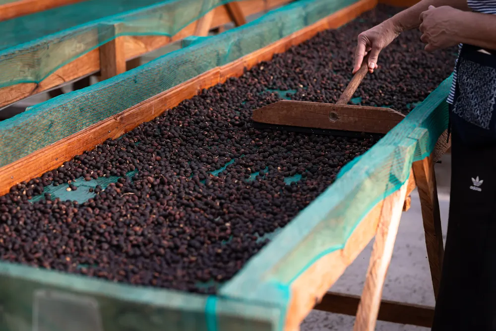 Café na estufa (processo de secagem)