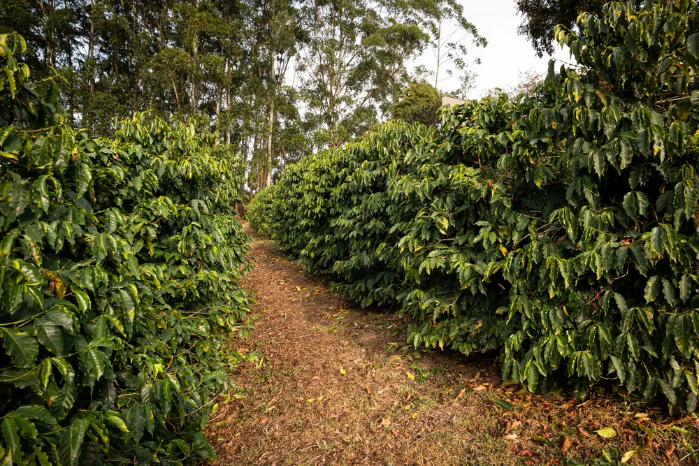 Cafezal 1 o mais antigo (2)