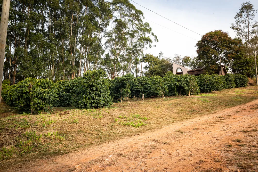 Cafezal 1 o mais antigo com a tulha no fundo e o arco é a futura cave (1)