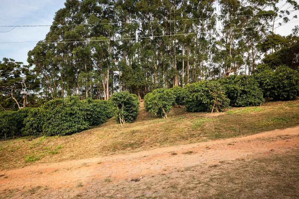 Cafezal 1 o mais antigo com a tulha no fundo e o arco é a futura cave (2)