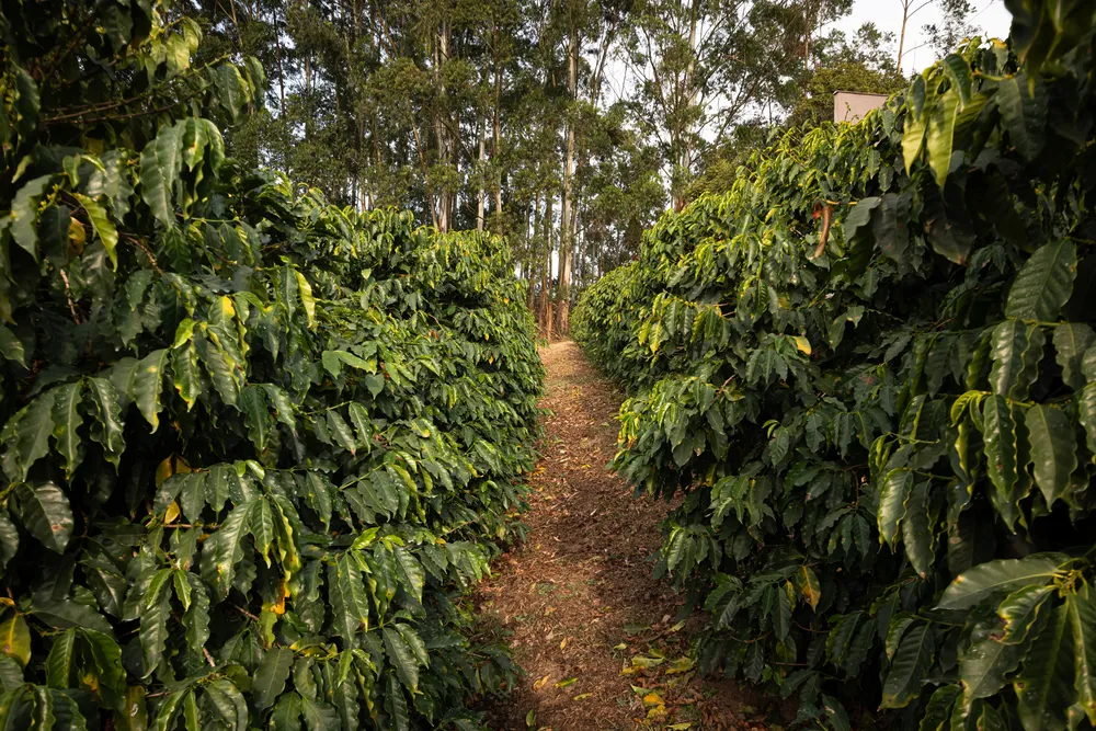 Cafezal 1 o mais antigo