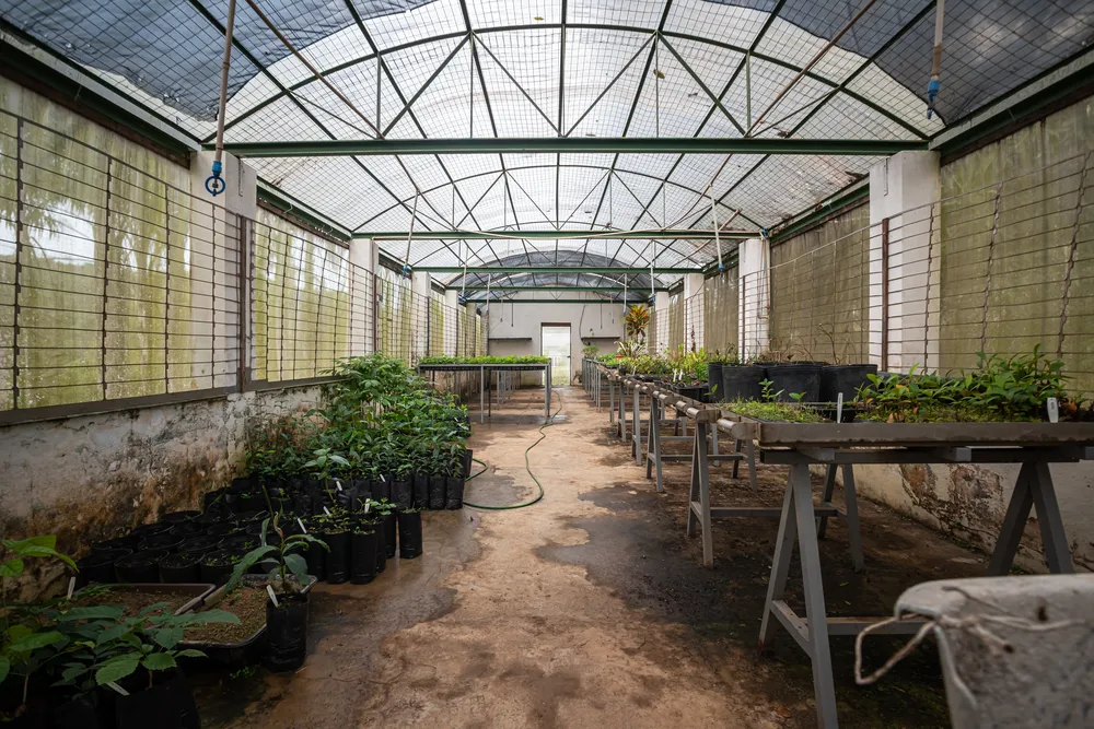Estufa onde é feita a germinação das futuras mudas