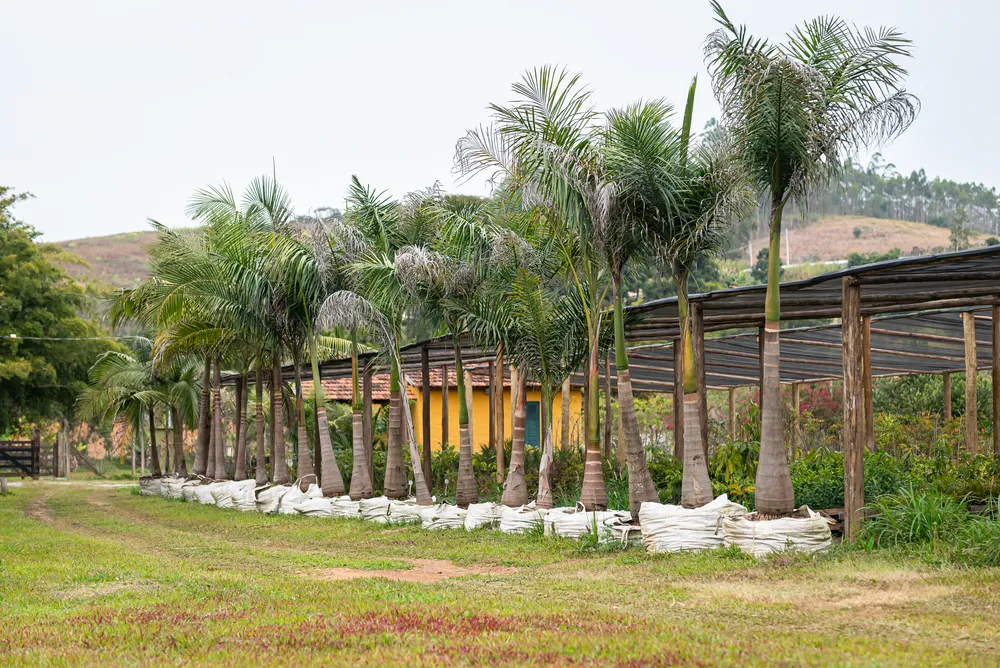 Palmeiras de grande porte (viveiro)