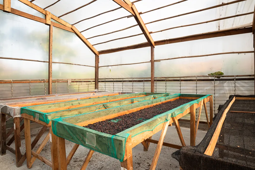 Vista interna estufa de café (1)