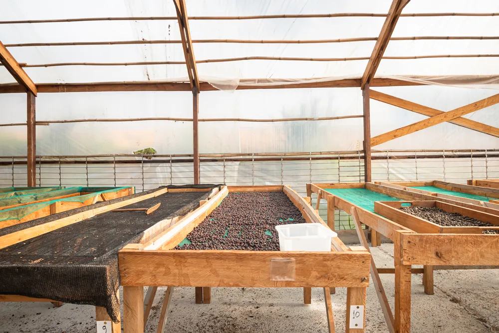 Vista interna estufa de café (2)