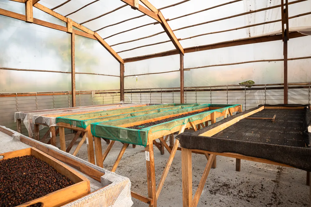 Vista interna estufa de café (3)