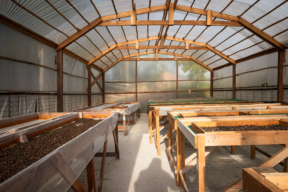 Vista interna estufa de café (5)