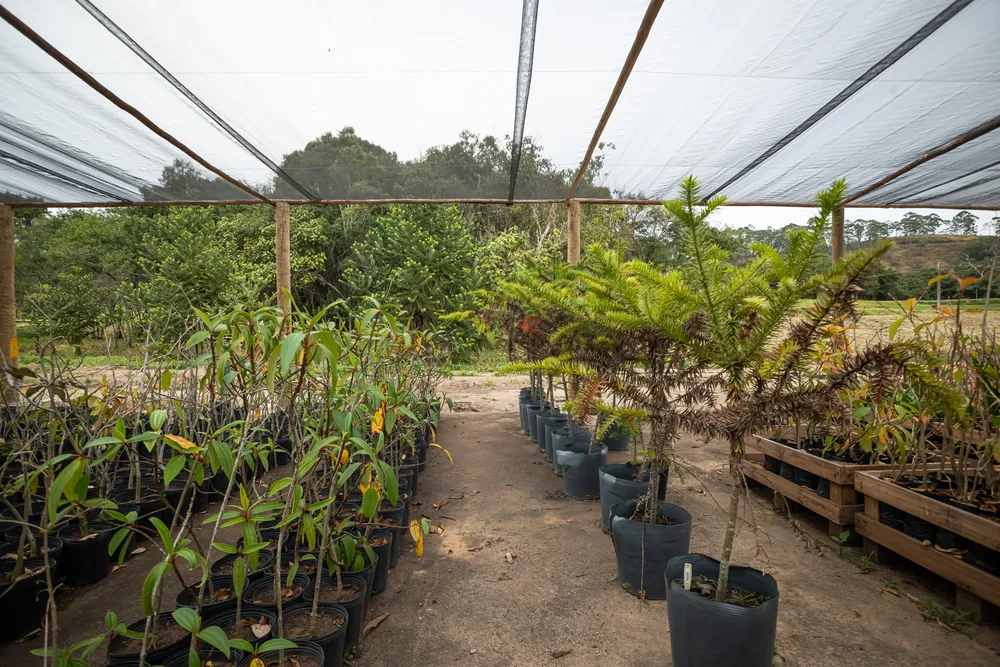 Viveiro de mudas e estufa ao lado da lojinha (1)
