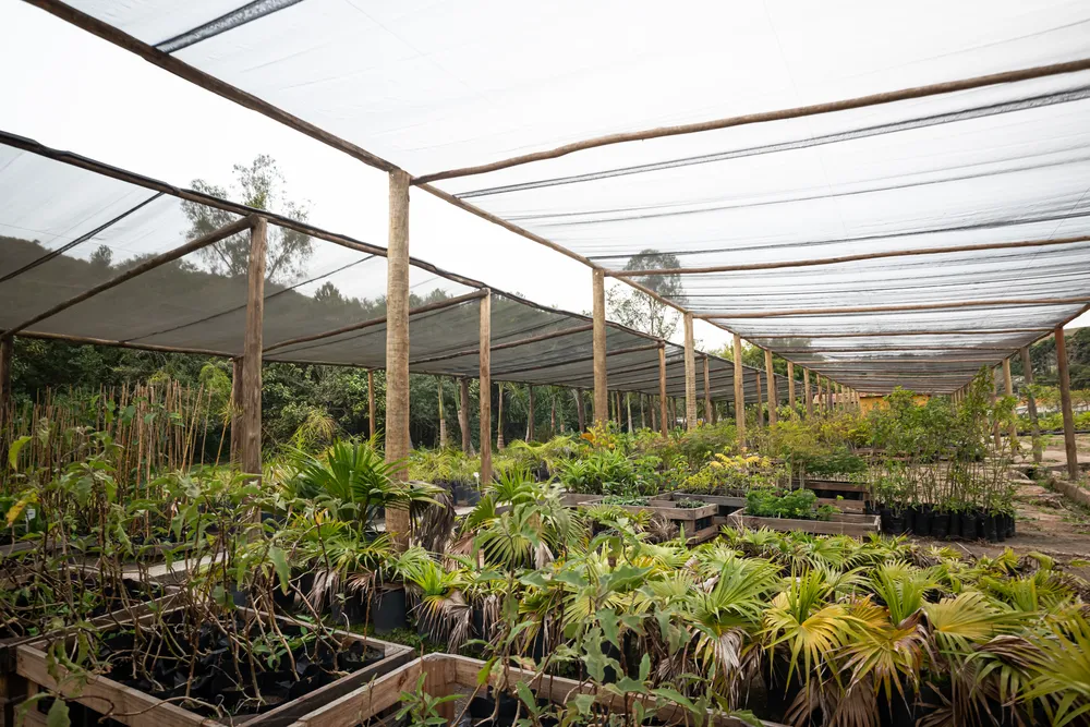 Viveiro de mudas e estufa ao lado da lojinha (7)