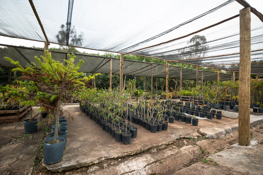 Viveiro e estufa (2)